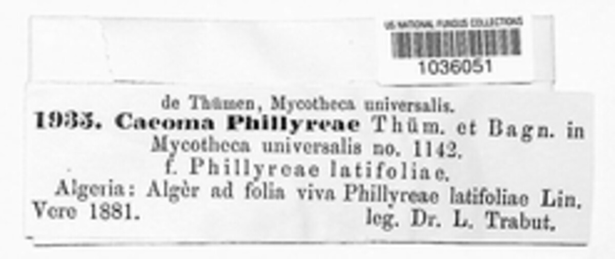 Zaghouania phillyreae image